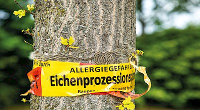 Vorsicht vor Eichenprozessionsspinnern